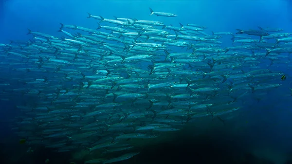 Unterwasserfotos Von Barrakuda Fischschwärmen — Stockfoto