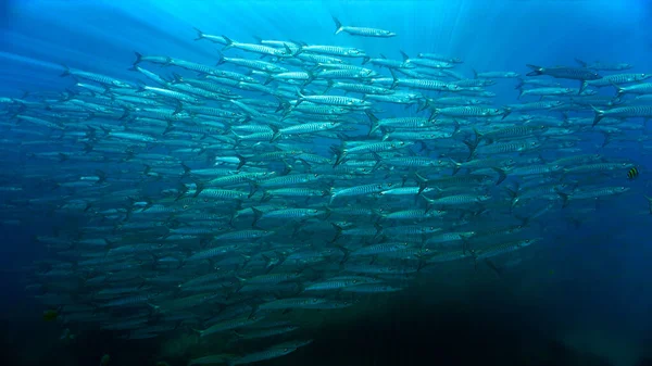 Foto Submarina Escuelas Peces Barracuda — Foto de Stock