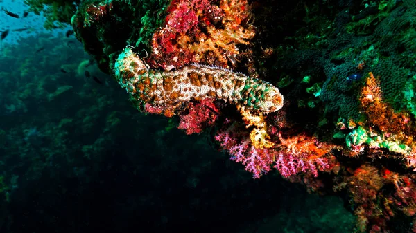 Underwater photo of a Sea cucumber. From a scuba dive in Thailand.