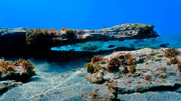 Şekiller ve ilginç lav kayaları yaratan doğanın mucizesinin sualtı fotoğrafı. Kanarya adalarındaki tüplü dalıştan. Volkan adaları 