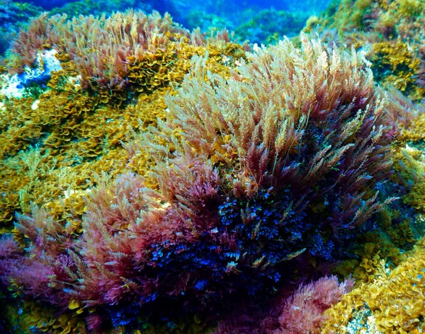 美丽多彩的代数和植物 在大西洋潜水拍摄的水下照片 — 图库照片