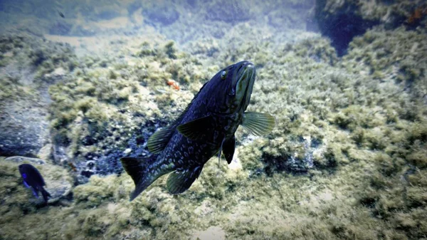 Underwater Photo Scuba Dive Canary Islands Meeting Territorial Grouper Fish —  Fotos de Stock
