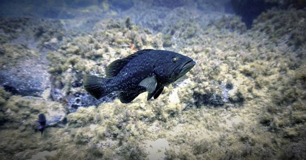 Underwater Photo Scuba Dive Canary Islands Meeting Territorial Grouper Fish — Stock Fotó
