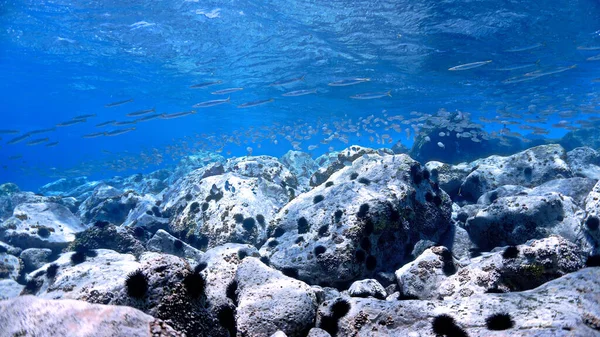Onderwaterfoto Van Kristalhelder Blauw Rif Met Vis Van Een Duik — Stockfoto