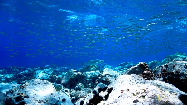 Підземне Фото Кристалічного Чистого Блакитного Рифу Рибою Аквалангу Канарських Островах — стокове фото