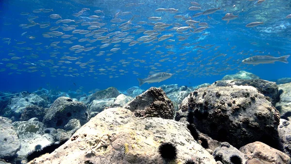 Foto Submarina Arrecife Azul Cristalino Con Peces Desde Una Inmersión —  Fotos de Stock