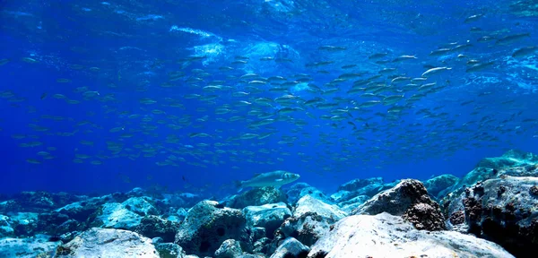 Foto Submarina Arrecife Azul Cristalino Con Peces Desde Una Inmersión — Foto de Stock