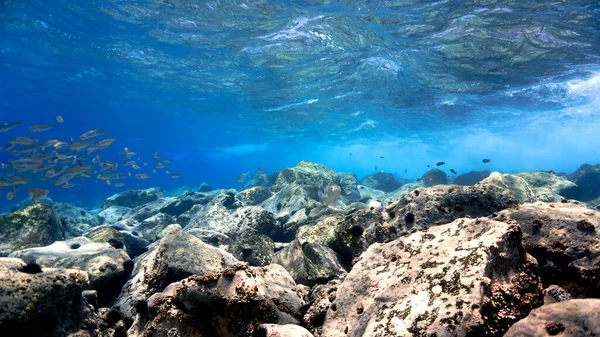 Underwater Photo Crystal Clear Blue Reef Fish Scuba Dive Canary — Stock Photo, Image