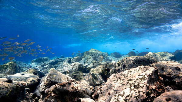 Underwater photo of crystal clear blue reef with fish. From a scuba dive at the Canary islands.