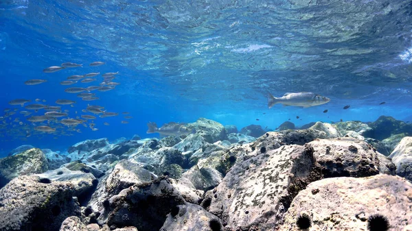 Onderwaterfoto Van Kristalhelder Blauw Rif Met Vis Van Een Duik — Stockfoto
