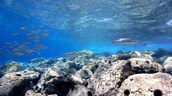 Unterwasserfoto Von Kristallklarem Blauem Riff Mit Fischen Vom Tauchgang Auf — Stockfoto