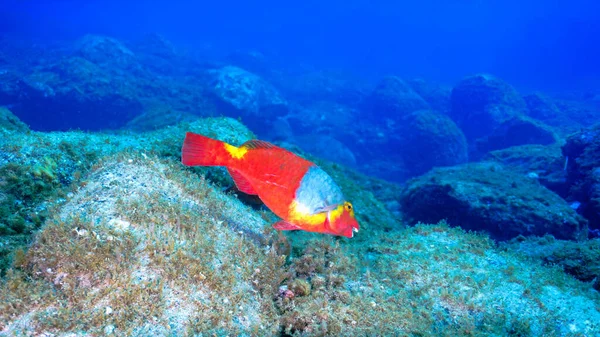 Foto Subaquática Peixe Papagaio Sorrindo Frente Câmera Mergulho Nas Ilhas — Fotografia de Stock