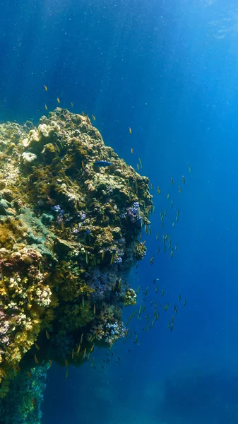 Прекрасне Чарівне Підводне Фото Променів Сонячного Світла Над Кораловим Рифом — стокове фото