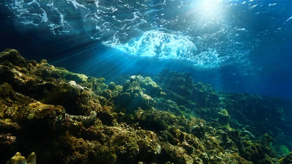 Arte Subaquática Raios Luz Sobre Recife Coral — Fotografia de Stock