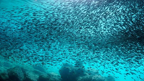 Unterwasser Fotokunst Eines Riesigen Fischschwärms Der Oberfläche Sonnenlicht Vom Tauchgang — Stockfoto