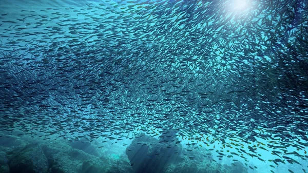 Podvodní Fotografické Umění Obrovské Školy Ryb Povrchu Slunečním Světle Potápění — Stock fotografie