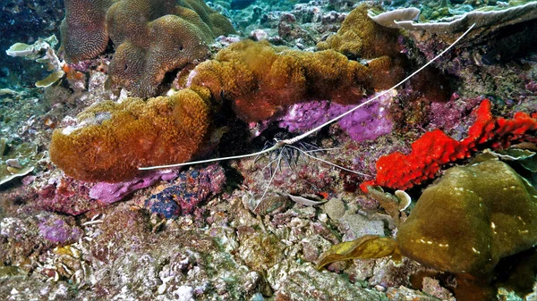 Unterwasserfoto Eines Hummers Einem Korallenriff — Stockfoto