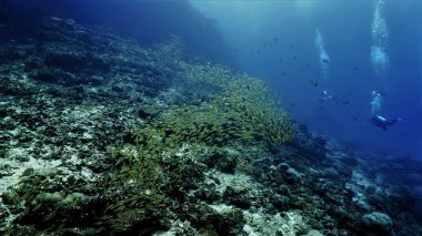 Bir sualtı dalgıcının sualtı fotoğrafı ve mercan resiflerindeki büyük balık sürüsü. Tayland 'daki bir dalıştan..