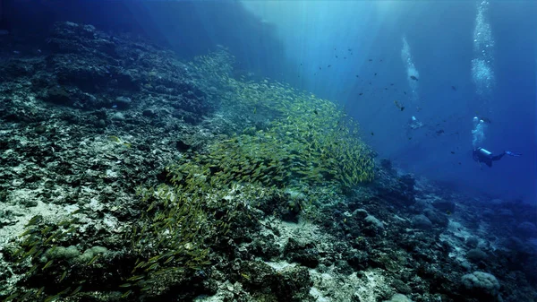 Foto Submarina Buceador Una Enorme Escuela Peces Yellow Snappers Arrecife — Foto de Stock