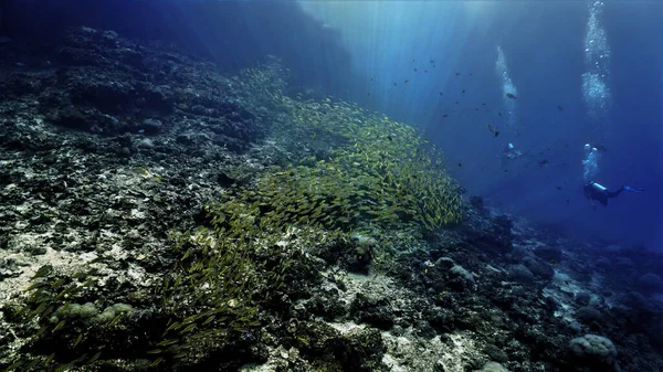 Foto Subaquática Mergulhador Enorme Escola Peixes Snappers Amarelos Recife Coral — Fotografia de Stock