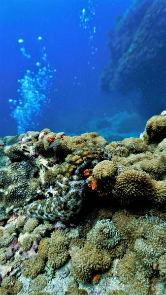 Underwater photo of a Sea cucumber. From a scuba dive in Thailand.