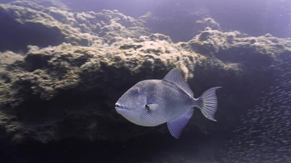 Mavi Denizde Büyük Bir Tetikleyici Balık Tüplü Dalıştan — Stok fotoğraf