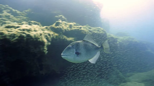 Mavi Denizde Büyük Bir Tetikleyici Balık Tüplü Dalıştan — Stok fotoğraf