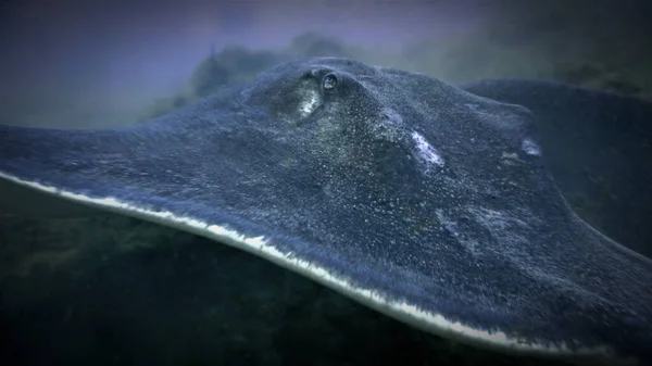 Büyük Atlantik Vatozlarıyla Tüplü Dalış — Stok fotoğraf