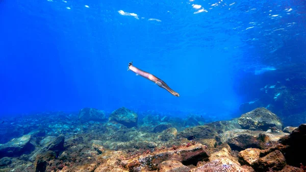 Foto Subaquática Peixe Trompete Mergulho Nas Ilhas Canárias — Fotografia de Stock