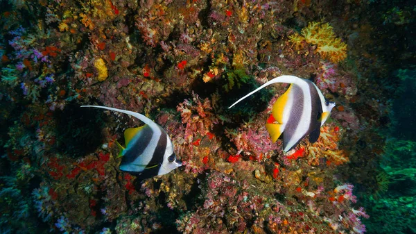 Long finned Banner fish live as a couple whole their life and never leave each other. From a scuba dive in Thailand.