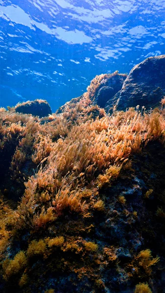 Underwater Photo Algea Plants Scuba Dive Atlantic Ocean — Stock Photo, Image