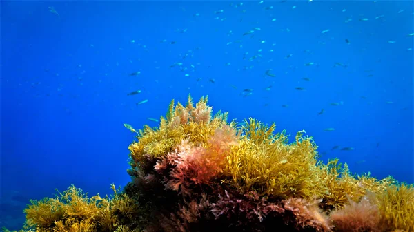 Onderwaterfoto Van Algea Planten Van Een Duikvlucht Atlantische Oceaan — Stockfoto