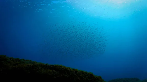 Unterwasseraufnahmen Von Fischschwärmen Von Einem Tauchgang Auf Den Kanarischen Inseln — Stockfoto