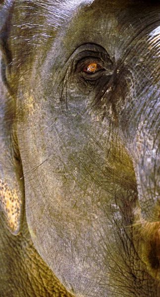 Photography Elephants Face Eye — Stock Photo, Image