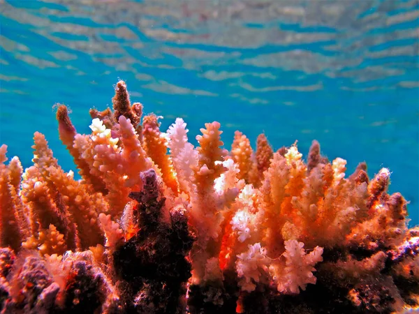 珊瑚水下摄影 — 图库照片