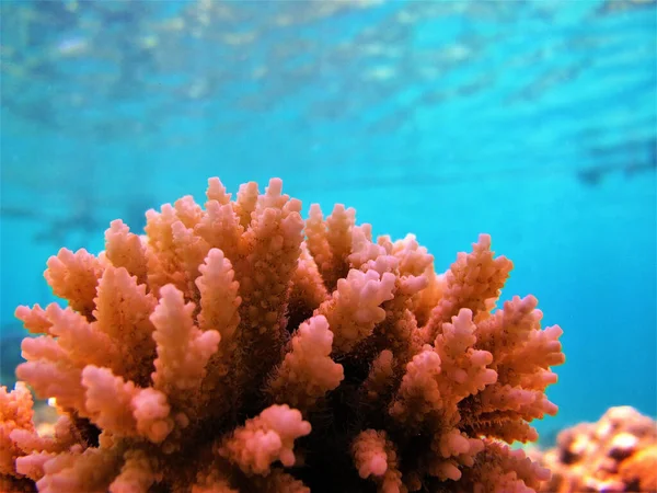 Mercanların Sualtı Fotoğrafları — Stok fotoğraf