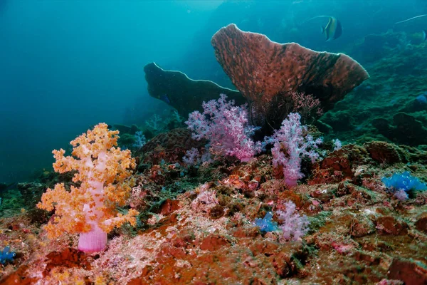 Colorful Coral Reef Scuba Dive Thailand — Stock Photo, Image