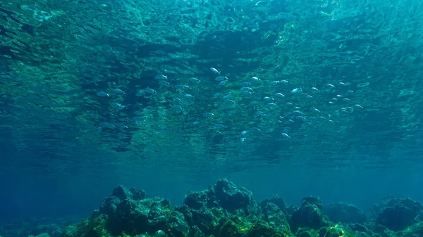 水下摄影艺术的一群鱼在水面上美丽的阳光下 从水肺潜水中 — 图库照片