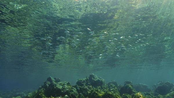Підводне Фотографічне Мистецтво Школи Риб Поверхні Прекрасному Світлі Занурення Воду — стокове фото