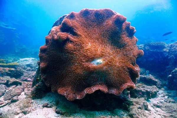 Podvodní Fotografie Obrovské Sasanky Potápění Thajsku — Stock fotografie