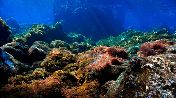 Podvodní Fotografie Algea Rostlin Krásné Krajině Potápění Atlantském Oceánu — Stock fotografie