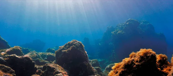 Underwater Photo Landscape Scenery Scuba Dive Coast Island Tenerife Atlantic — Stock Photo, Image