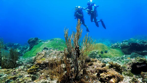 Чудова Підводна Фотографія Аквалангістів Кораловому Рифі Південно Східної Азії — стокове фото