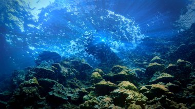 Yüzeydeki bir balık sürüsünün sualtı fotoğrafçılık sanatı güzel bir ışık altında. Tayland 'daki bir dalıştan..