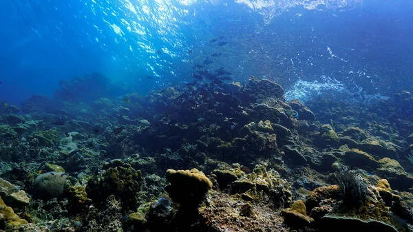 Arte Fotografía Submarina Una Escuela Peces Superficie Luz Hermosa Desde — Foto de Stock