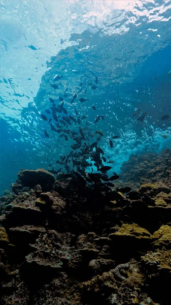 Podvodní Fotografické Umění Rybí Školy Povrchu Krásném Světle Potápění Thajsku — Stock fotografie