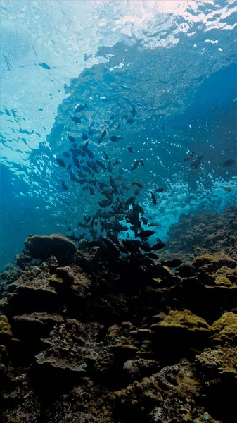 Photographie Sous Marine Art Banc Poissons Surface Dans Une Belle — Photo