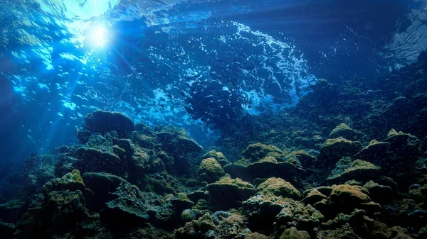 Unterwasser Fotokunst Einer Fischschwärme Der Oberfläche Schönem Licht Von Einem — Stockfoto