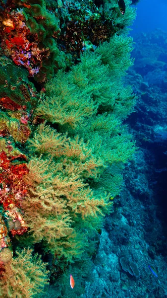 Prachtige Onderwaterfoto Van Zachte Koralen Zuidoost Azië — Stockfoto