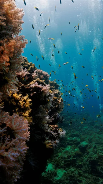 Hermosa Foto Submarina Buceadores Arrecife Coral Sudeste Asiático —  Fotos de Stock